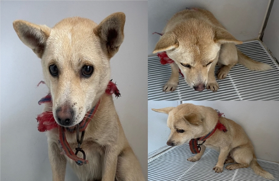 서산시 동물보호센터_444453202401554